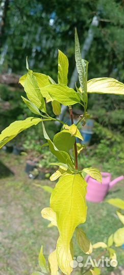 Дерен белый Ауреа