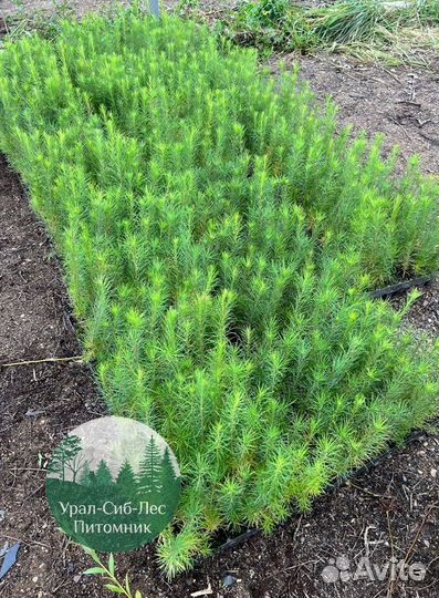 Зкс Сосна сеянцы Ели Лиственницы окс Голуб Горная