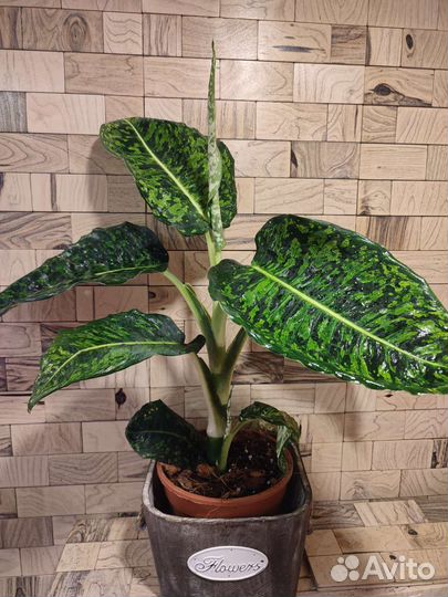 Диффенбахия рефлектор