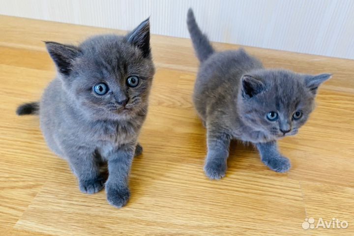 Котята британские