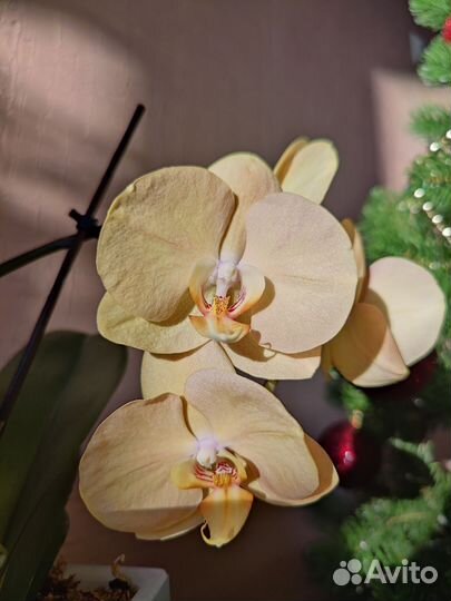 С цветоносом орхидея P. OX Lottery Prince (karina)