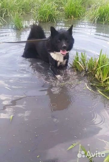 Молодой кобелек(лайка)