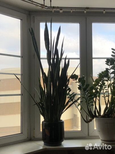 Сансевиерия