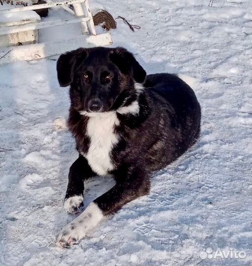 Собака кобель