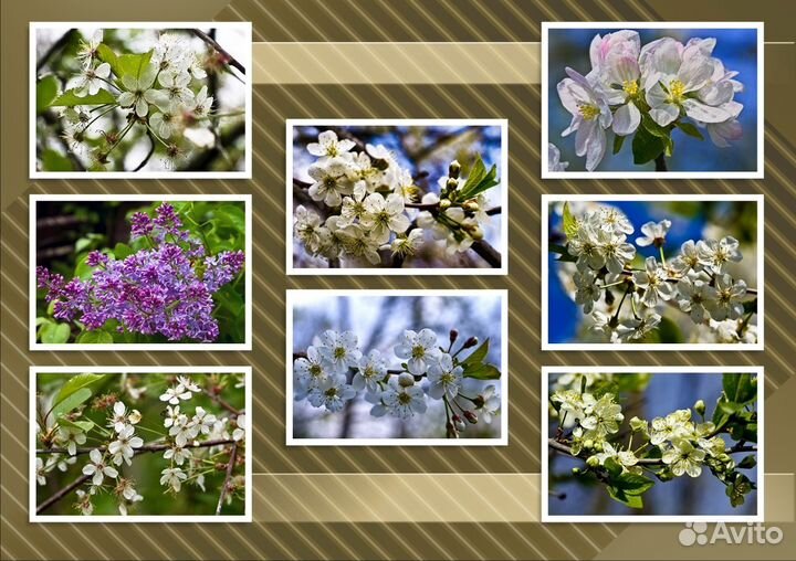 Цветение деревьев фотографии