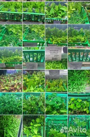 Аквариумные растения и рыбки в ассортименте