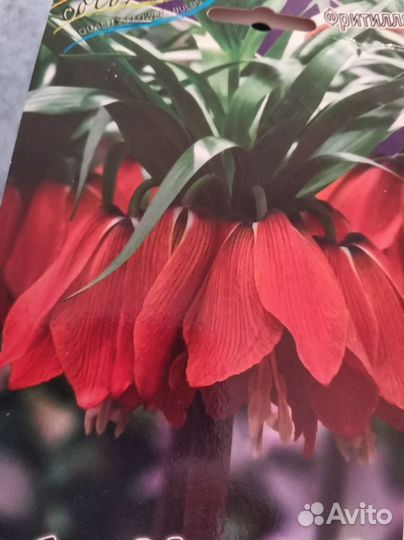 Фритиллярия(рябчик)