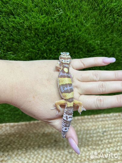 Эублефар геккон ящерица