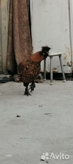 Петушки павловское золото и серебро