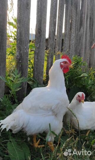 Мясо домашнее цыплят бройлеров