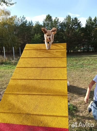 Той-пудель мини