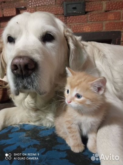 Котята рыжие бесплатно