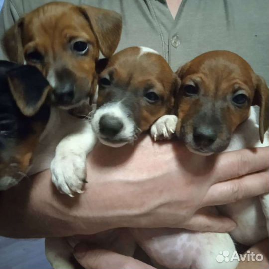 Щенки джек Рассел терьер