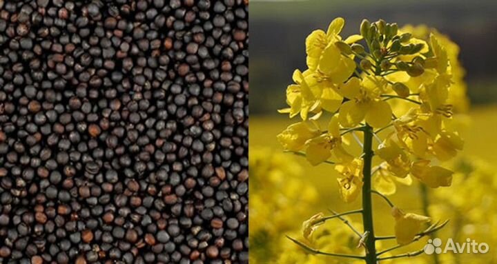 Семена Рапса