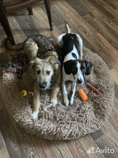 Передержка собак, кошек, грызунов