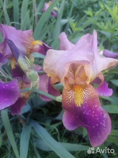 Ирисы бородатые сортовые
