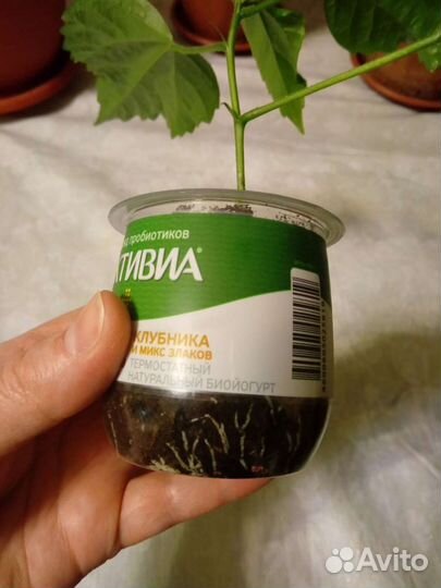 Китайская роза (Гибискус)