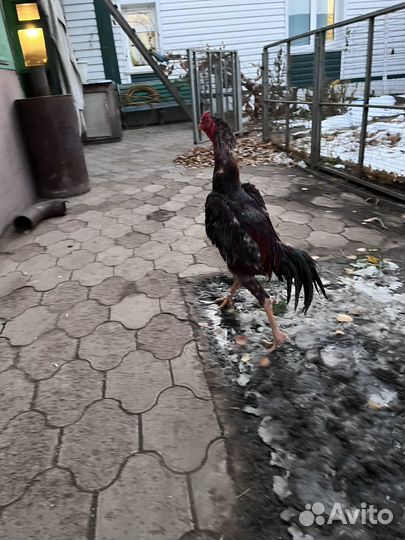 Бойцовые петухи