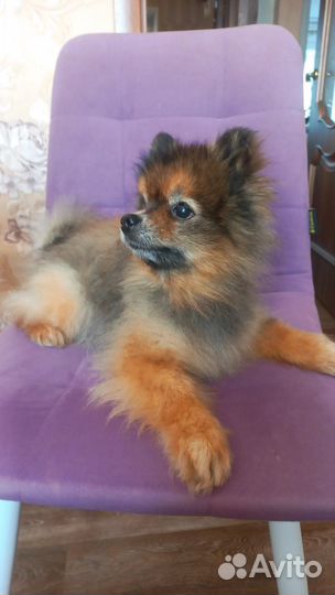 Вязка собак