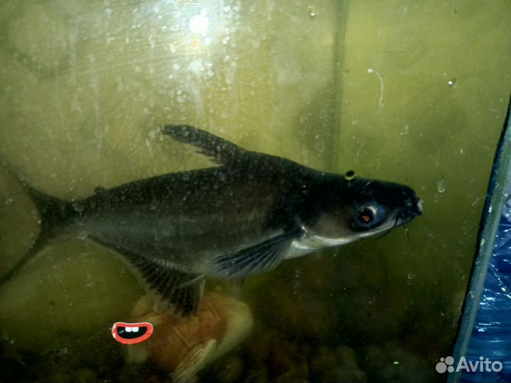 Акулий сом (Пангасиус)