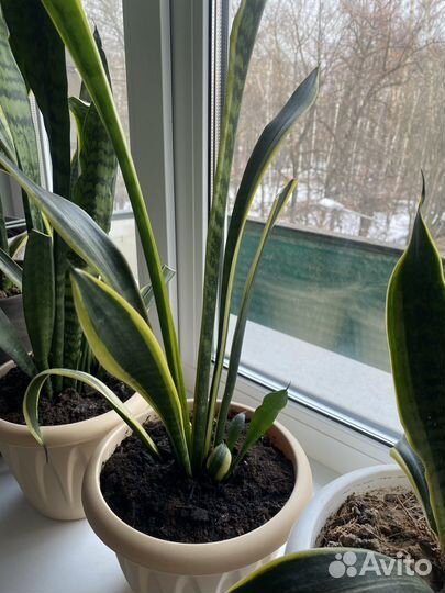 Сансевиерия высокая