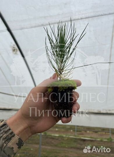 Сеянцы на лесовосстановление Ель Голубая зкс