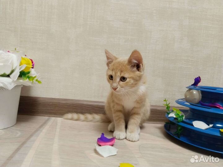 Кошка в дар бесплатно