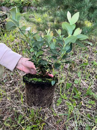 Саженцы голубики. Голубика