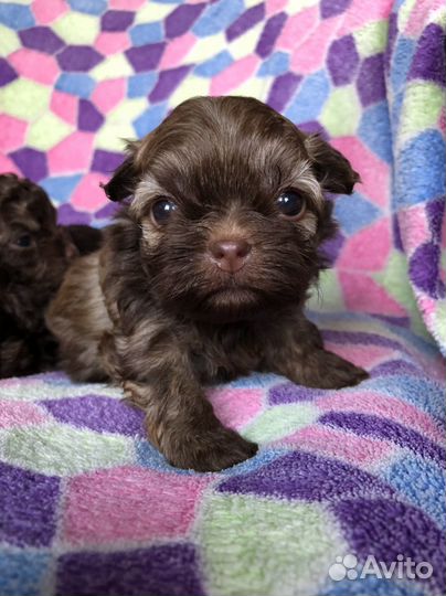 Русская цветная болонка