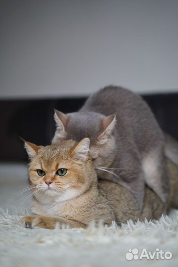 Чистокровный чемпион WCF Британский кот на вязку