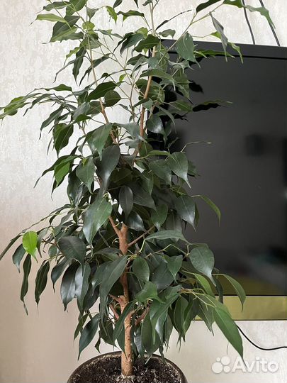 Цветы для дома и офиса