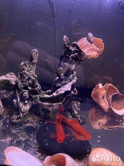 Рыба меченосец