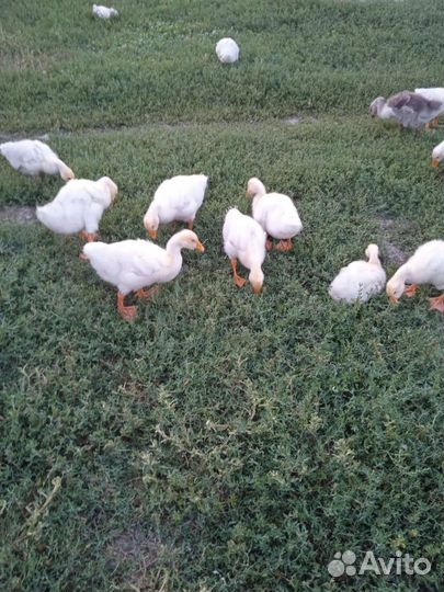 Подрощенные домашние гусята Линда