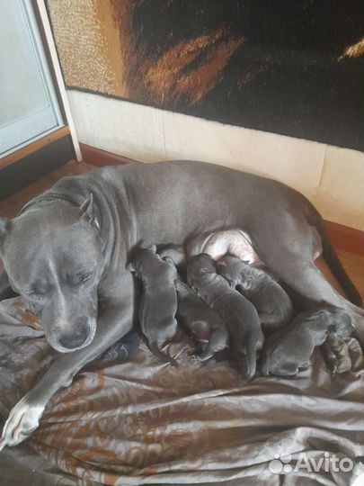 Продажа щенков питбуля