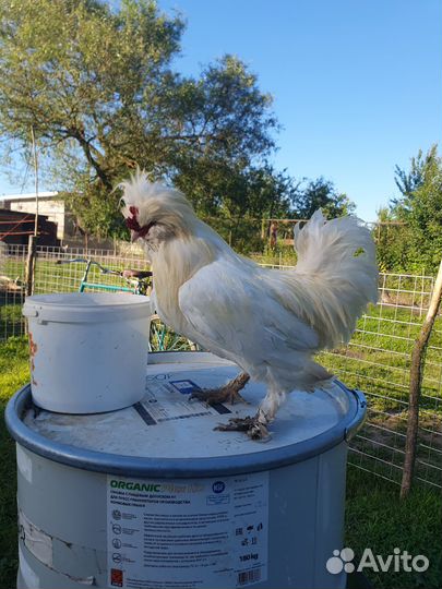 Петух. Султанки