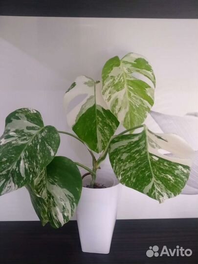 Монстера вариегатная альба