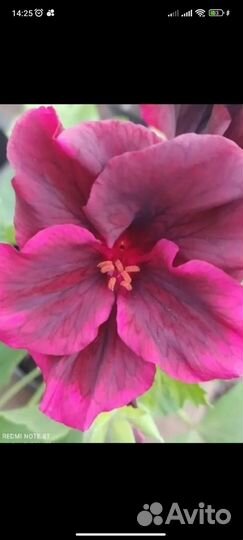 Пеларгония