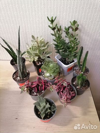 Суккуленты