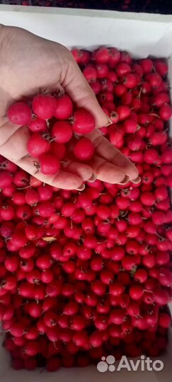 Боярышник плоды