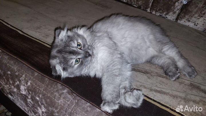 Вислоухие котята