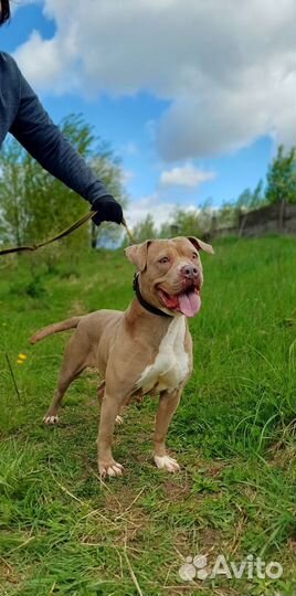 Редкого окраса питбуль в добрые руки