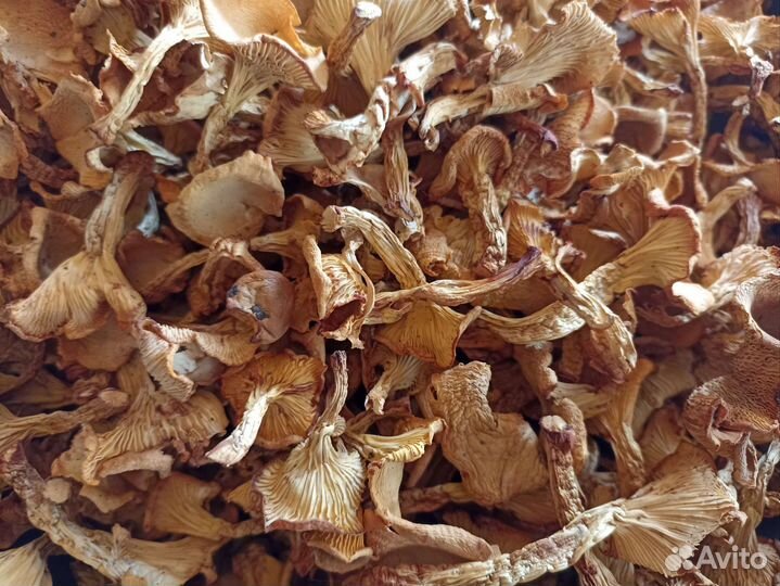 Сушеные лисички
