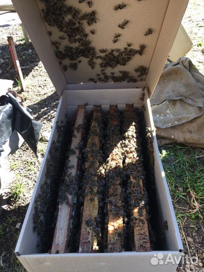 Пчелопакеты