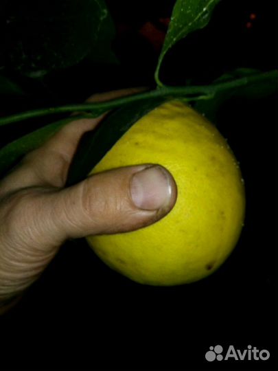 Цитрусовые