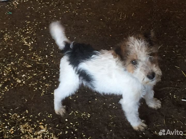 Фокстерьер