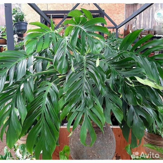 Монстера пиннатипартита