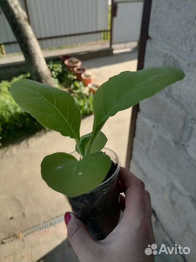 Рассада табака