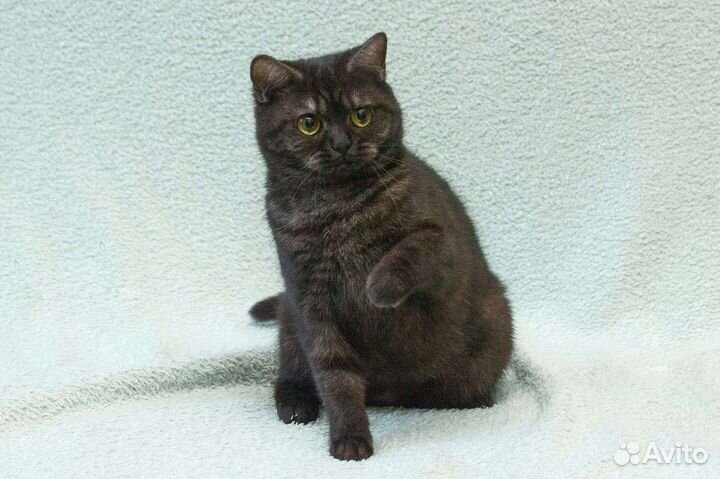 Бесплатно, чёрный дым, Шотландская котодевочка