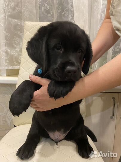 Щенки лабрадора