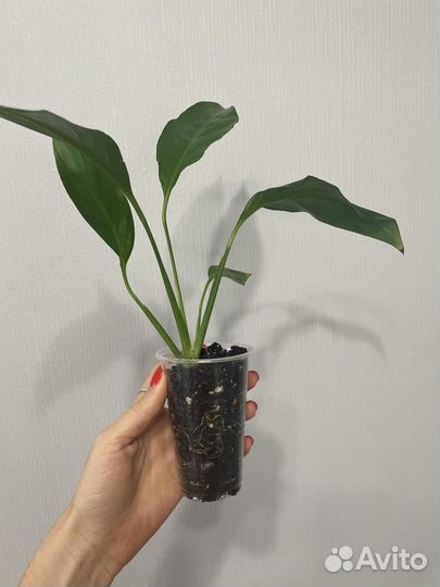 Спатифиллум